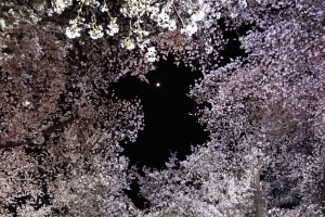 벚꽃토끼 / 桜ウサギ
