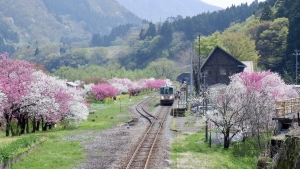 동화같은 일본의 봄