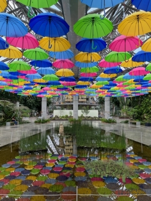 우산들의 향연