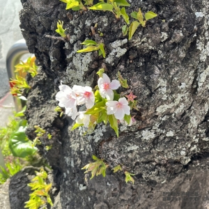 나무의 벚꽃