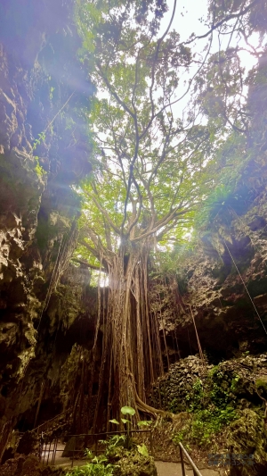 沖縄の歩く木 ガジュマル