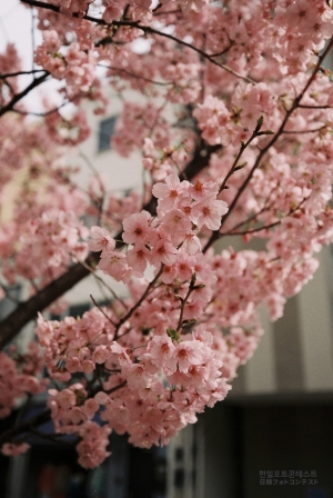도쿄의 봄