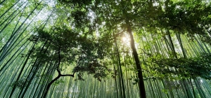 아라시야마, 푸르른 숲